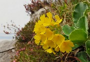 23 Primula auricula-Orecchia d'orso
